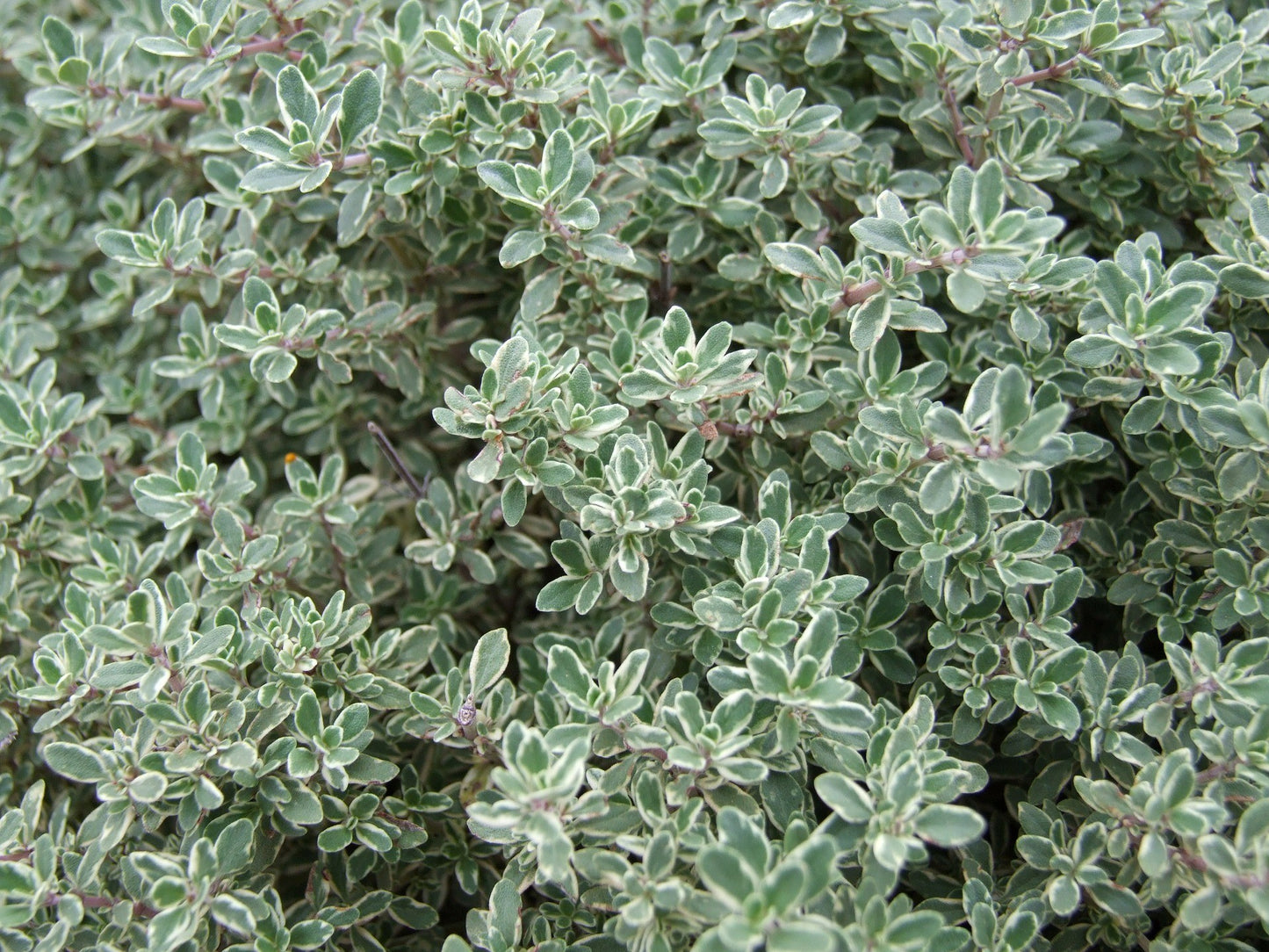 Silver Thyme