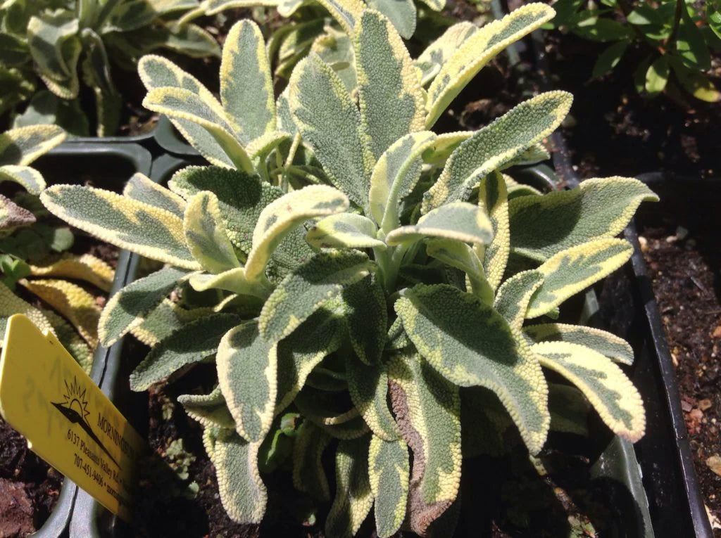 Varigated Sage